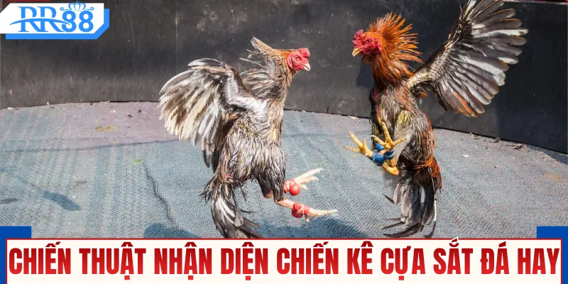 Gà Đá Cựa Sắt - Xem Trực Tiếp Thomo Với Kèo Cược Nảy Lửa
