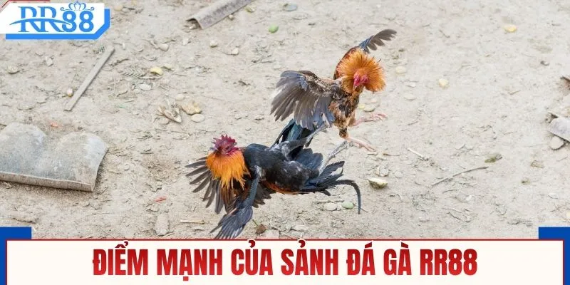 Đá Gà RR88 - Đặt Cược Trực Tiếp, Nhận Thưởng Liền Tay