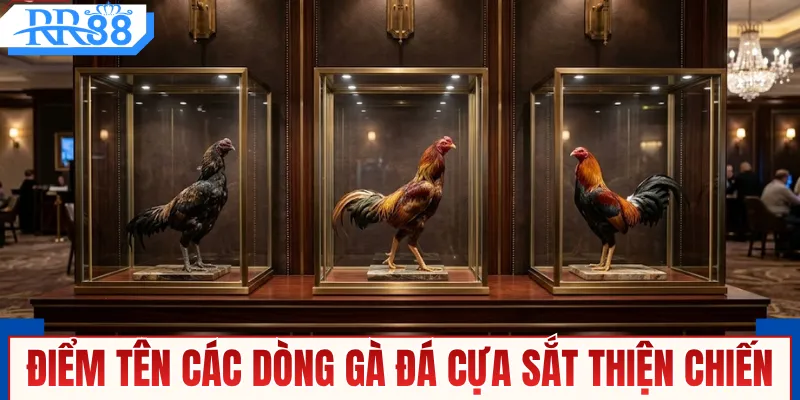 Gà Đá Cựa Sắt - Xem Trực Tiếp Thomo Với Kèo Cược Nảy Lửa