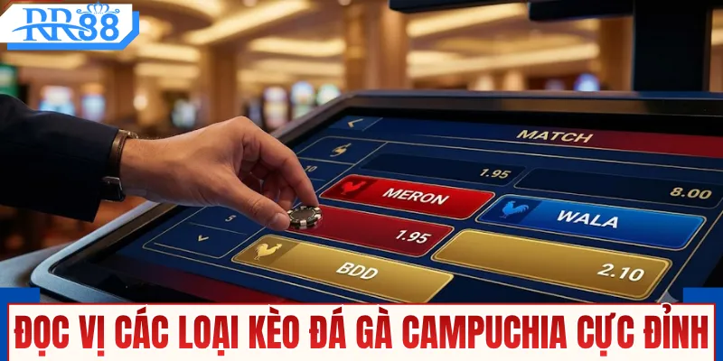 Đá Gà Trực Tiếp Bên Campuchia - Xem Live Thomo Trên RR88