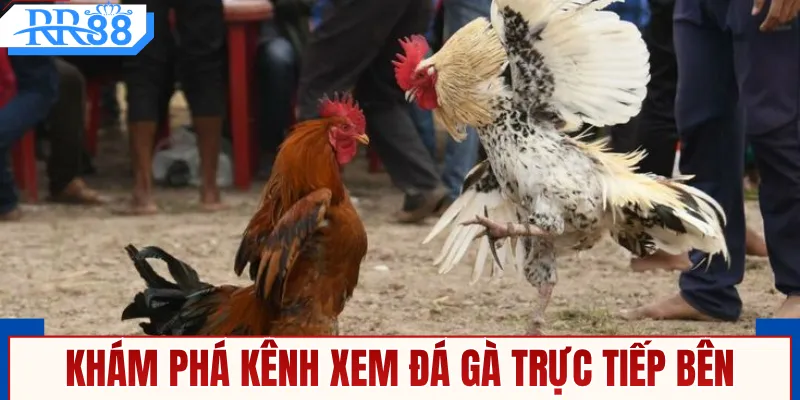 Đá Gà Trực Tiếp Bên Campuchia - Xem Live Thomo Trên RR88