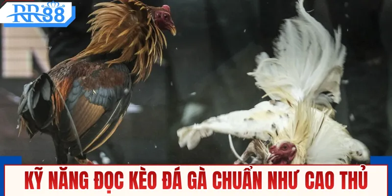 Đá Gà Mạng Thomo Kịch Tính Cùng RR88 An Toàn Tuyệt Đối
