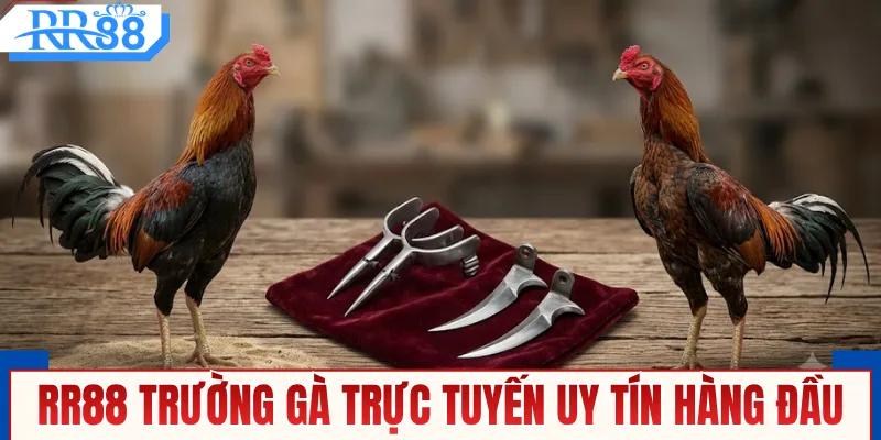 Đá Gà Mạng Thomo Kịch Tính Cùng RR88 An Toàn Tuyệt Đối