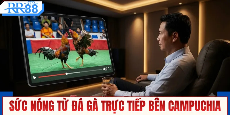 Đá Gà Trực Tiếp Bên Campuchia - Xem Live Thomo Trên RR88