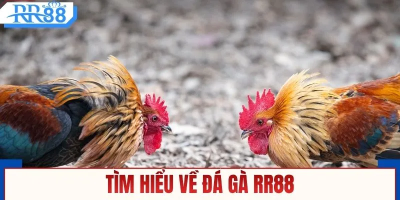 Đá Gà RR88 - Đặt Cược Trực Tiếp, Nhận Thưởng Liền Tay