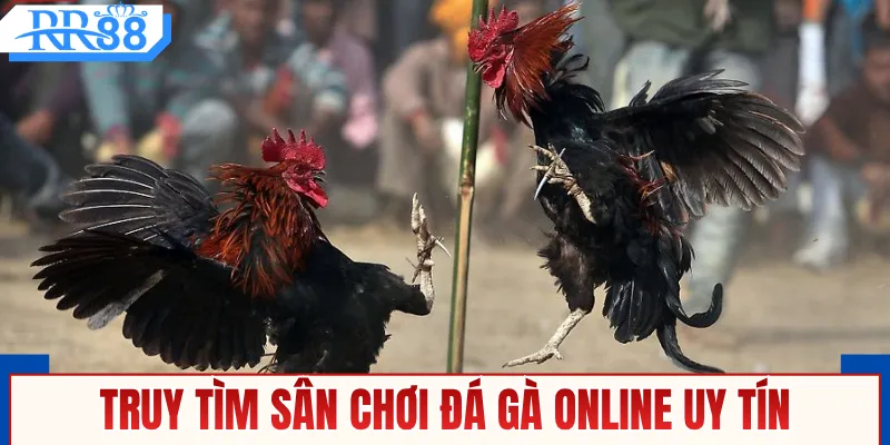 Gà Đá Cựa Sắt - Xem Trực Tiếp Thomo Với Kèo Cược Nảy Lửa