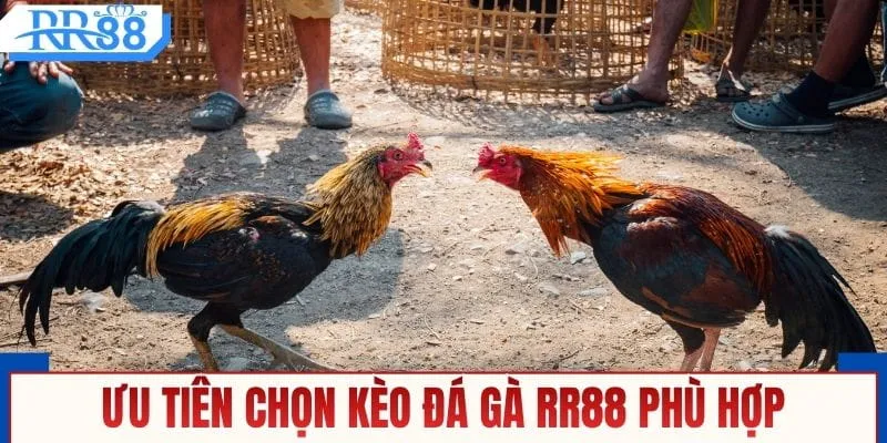 Đá Gà RR88 - Đặt Cược Trực Tiếp, Nhận Thưởng Liền Tay
